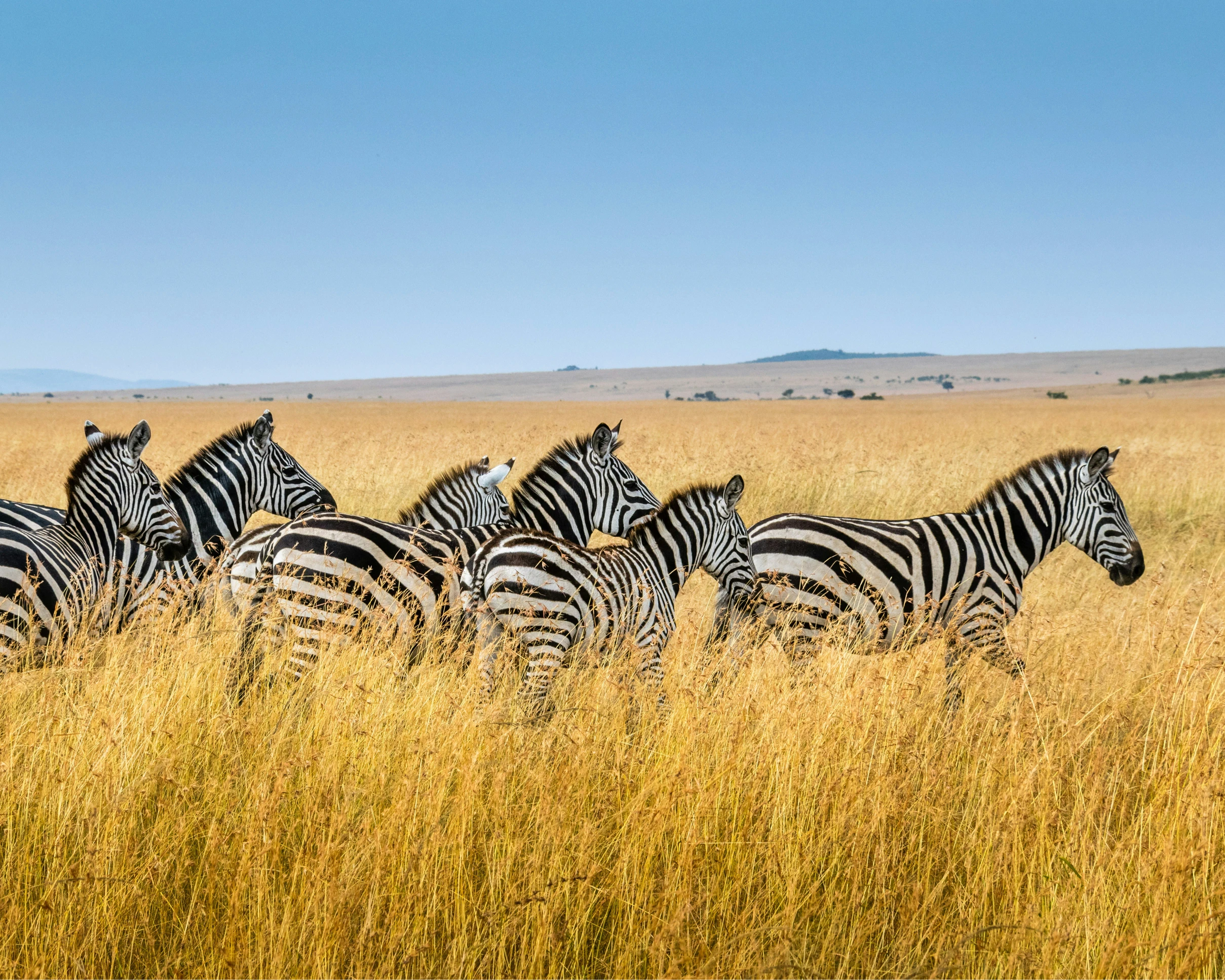 Safari landscape in northern Kenya.