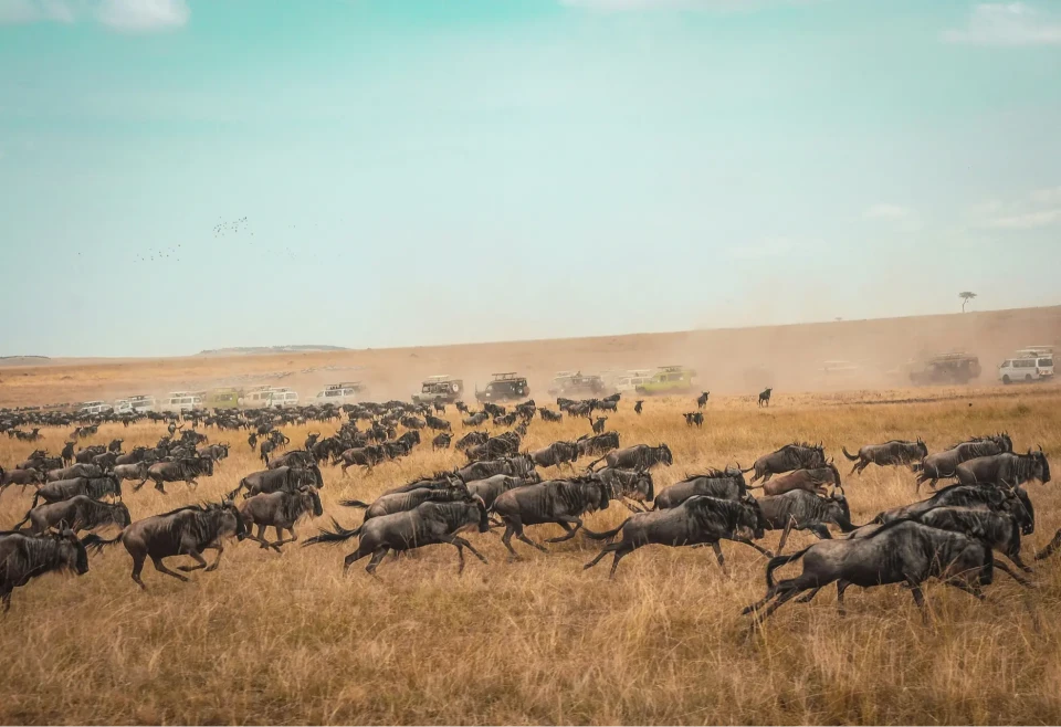African savannah with acacia trees and dramatic sky.
