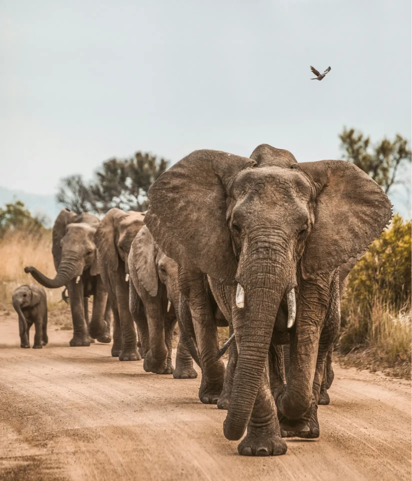 Elephants with Mount Kilimanjaro at sunrise.