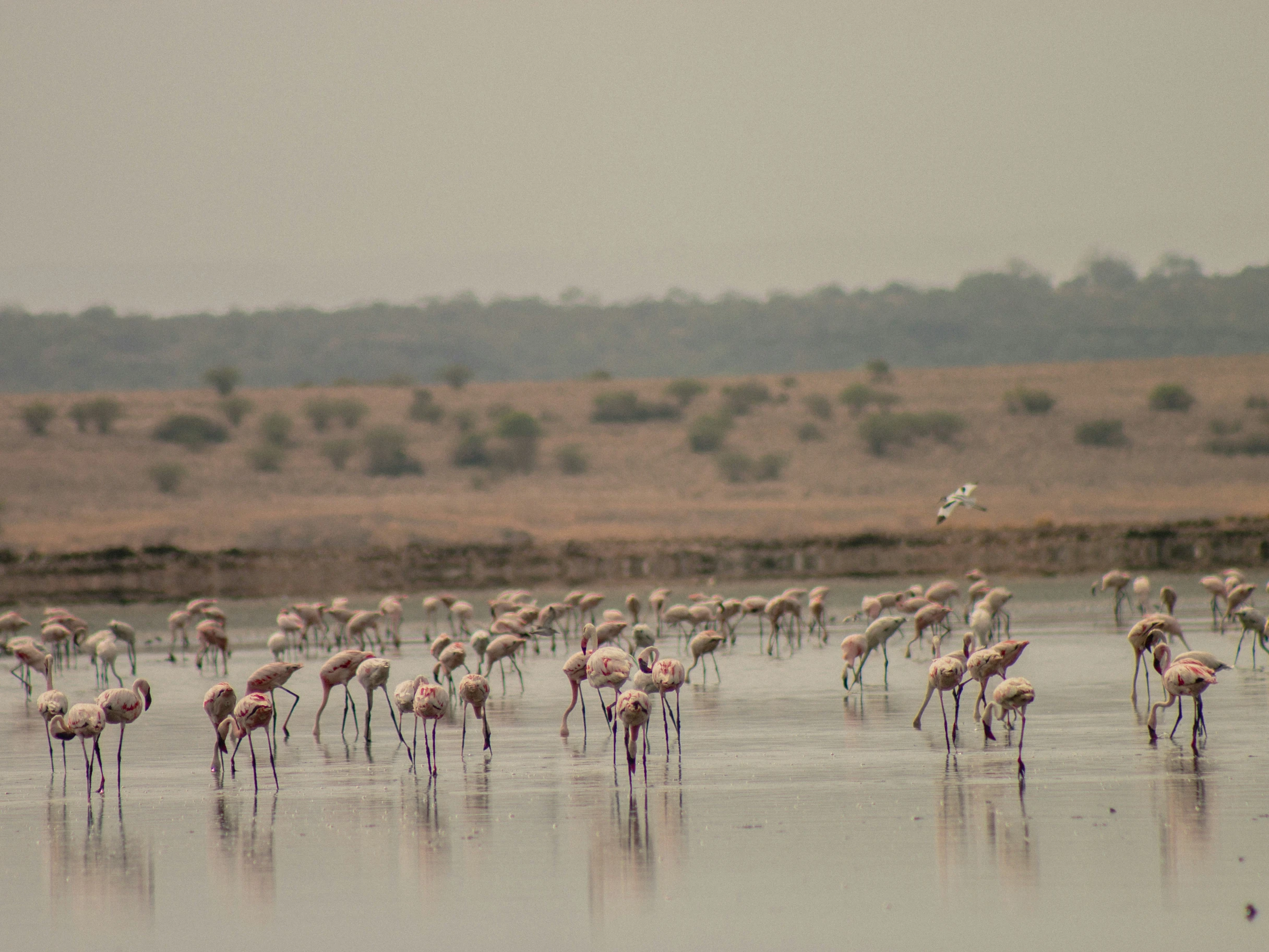Grassland and wildlife in Maasai Mara.