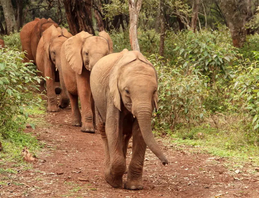 The Green City Safari