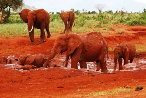 Tsavo East: The Red Dust