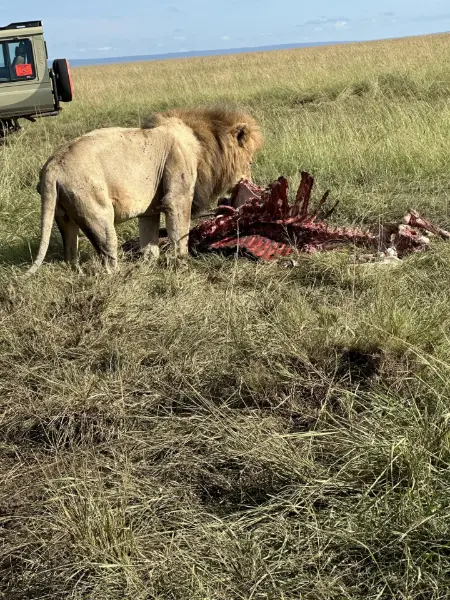 A close-up shot of a lion feeding.
